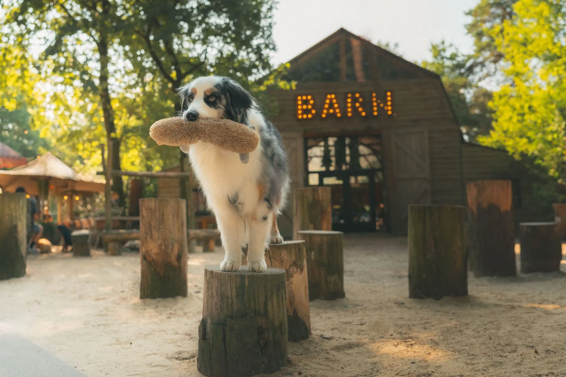 Ekko, Australische herder, in het bos naast De Boshut in Schaijk
