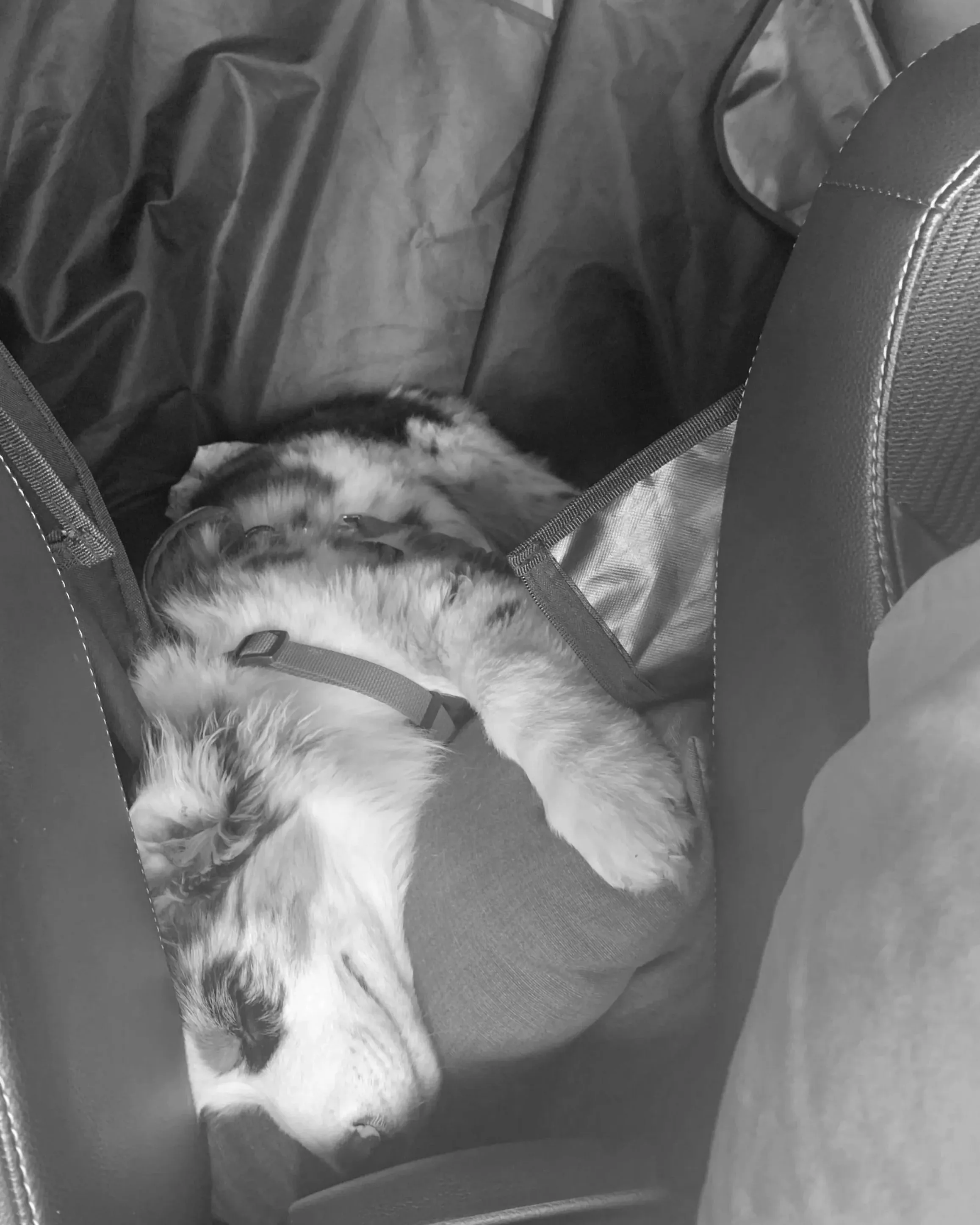 Puppy Ekko tijdens een lange autorit naar Nederland