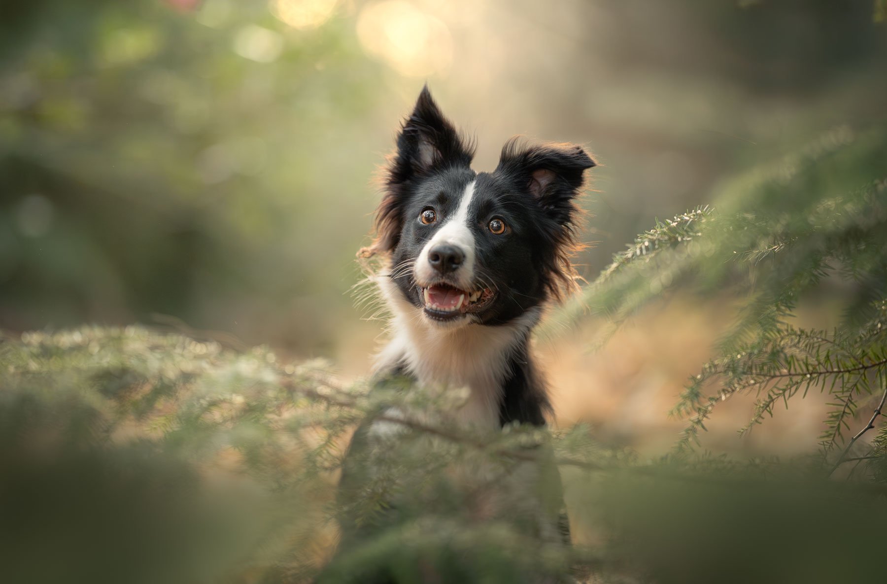 Portrait of a border collie among green pine branches.