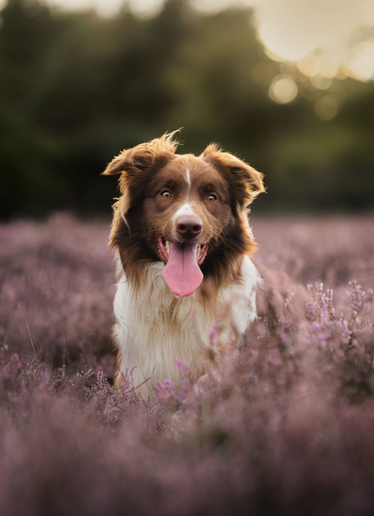 Sil on the heath