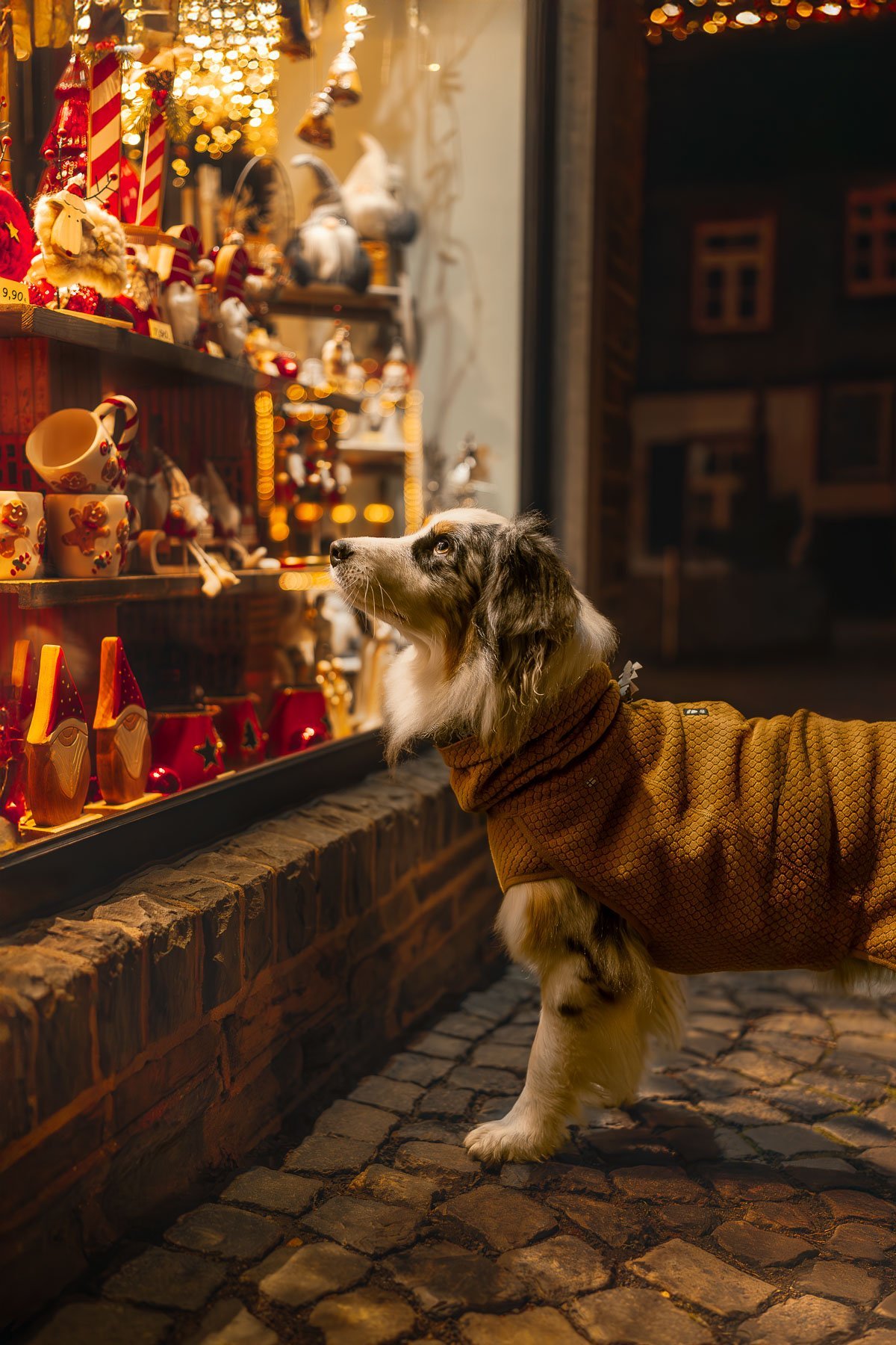Dog in a brown coat looks at Christmas decorations in a shop doorway, under warm lamplight, on a cobbled street.