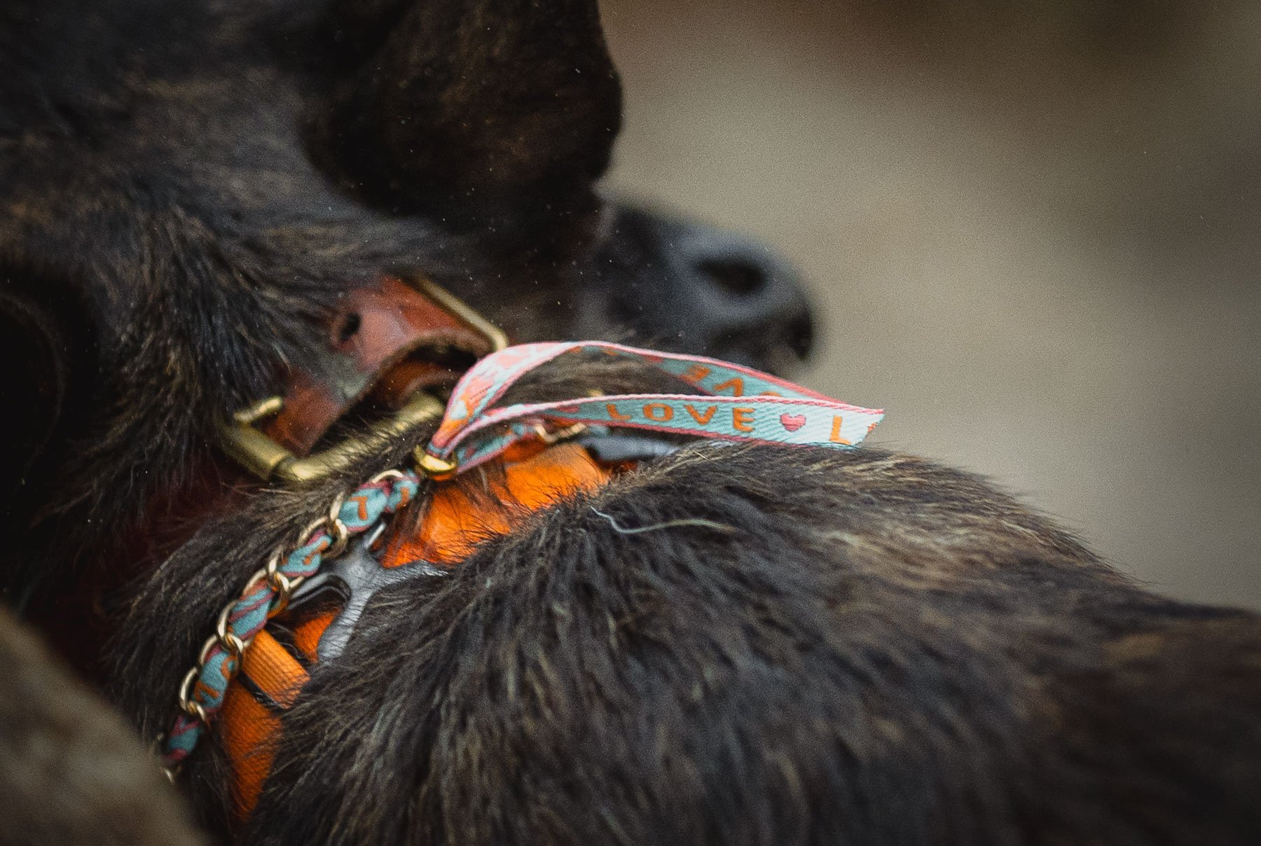 Detail photo of a shepherd