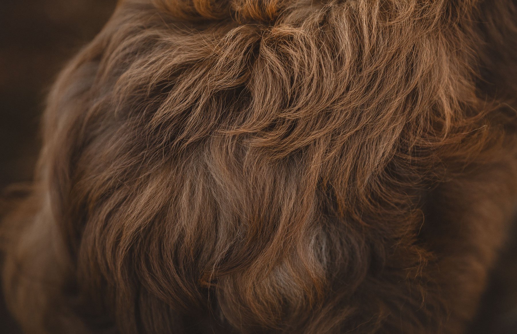 Detail photo of Sil