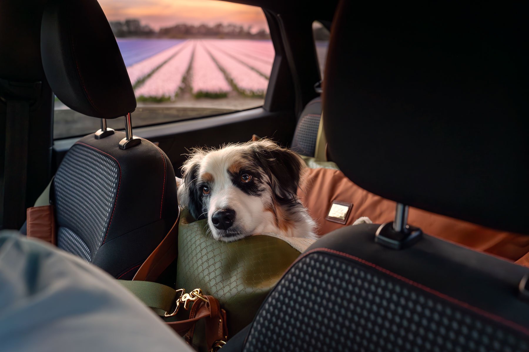 A dog lies in the boot of a car, with a field of flowers and a sunset in the background.