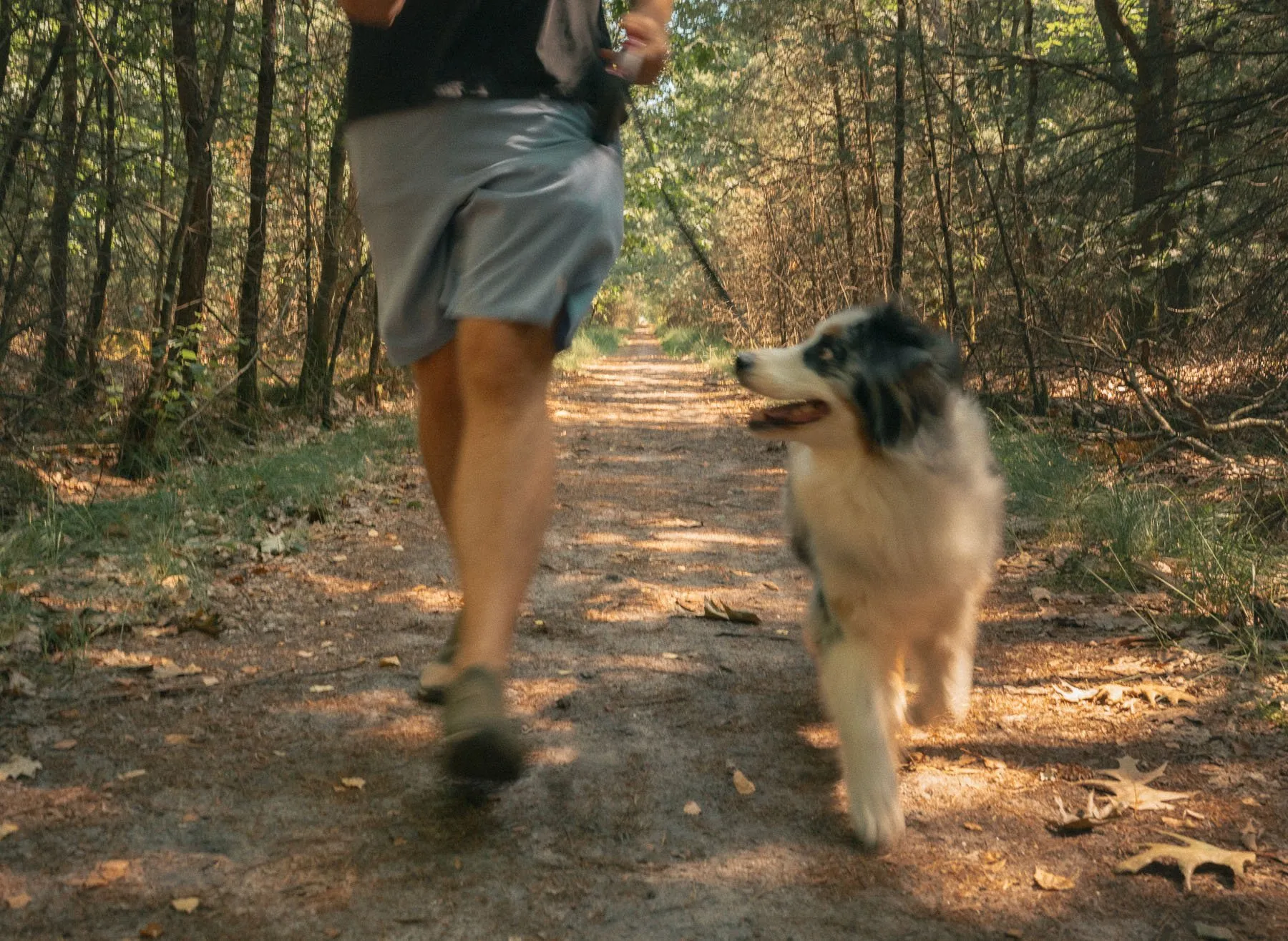 Ekko op een wandelpad in de Maashorst