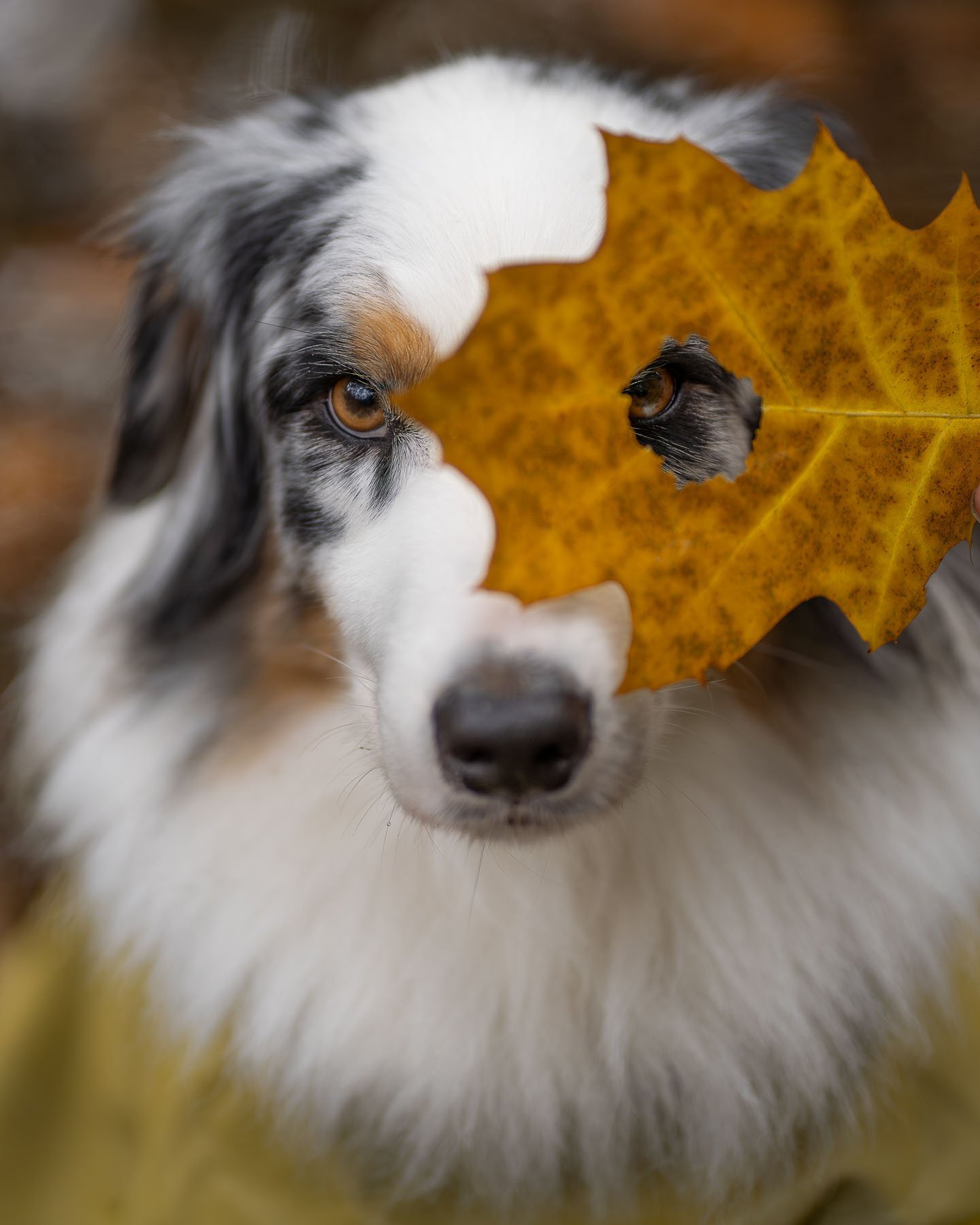 Close-up of a Border Collie with a yellow autumn leaf in front of its face, the pattern on the leaf matching the dog's face, in a wooded setting.