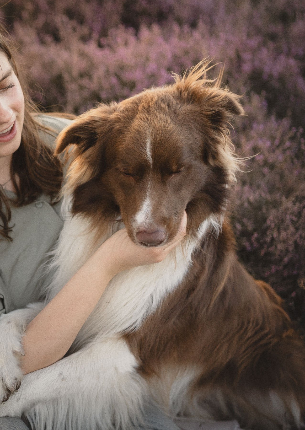 Sil, a tricolour border collie