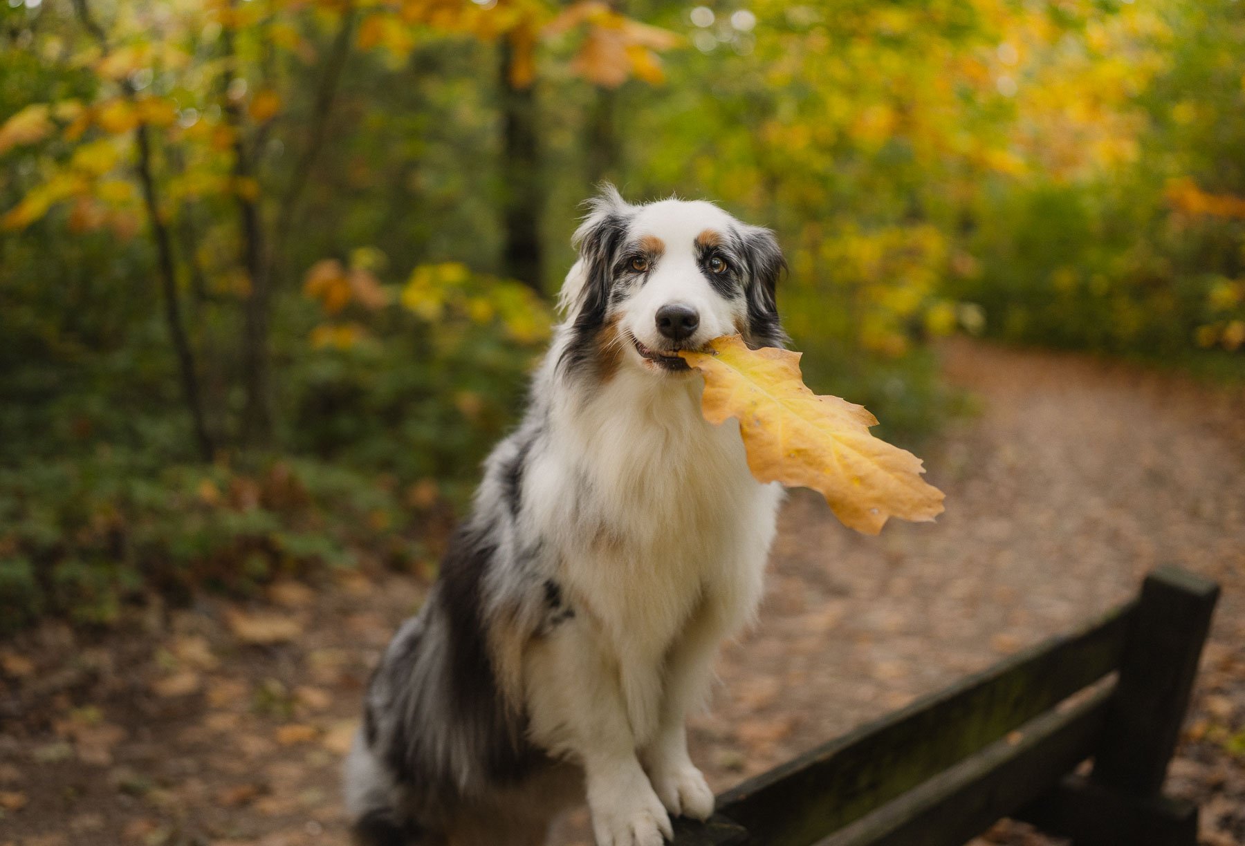 Een blije blue merle Australian Shepherd zit bij een bankje op een herfstig bospad, met een geel herfstblad in zijn bek.