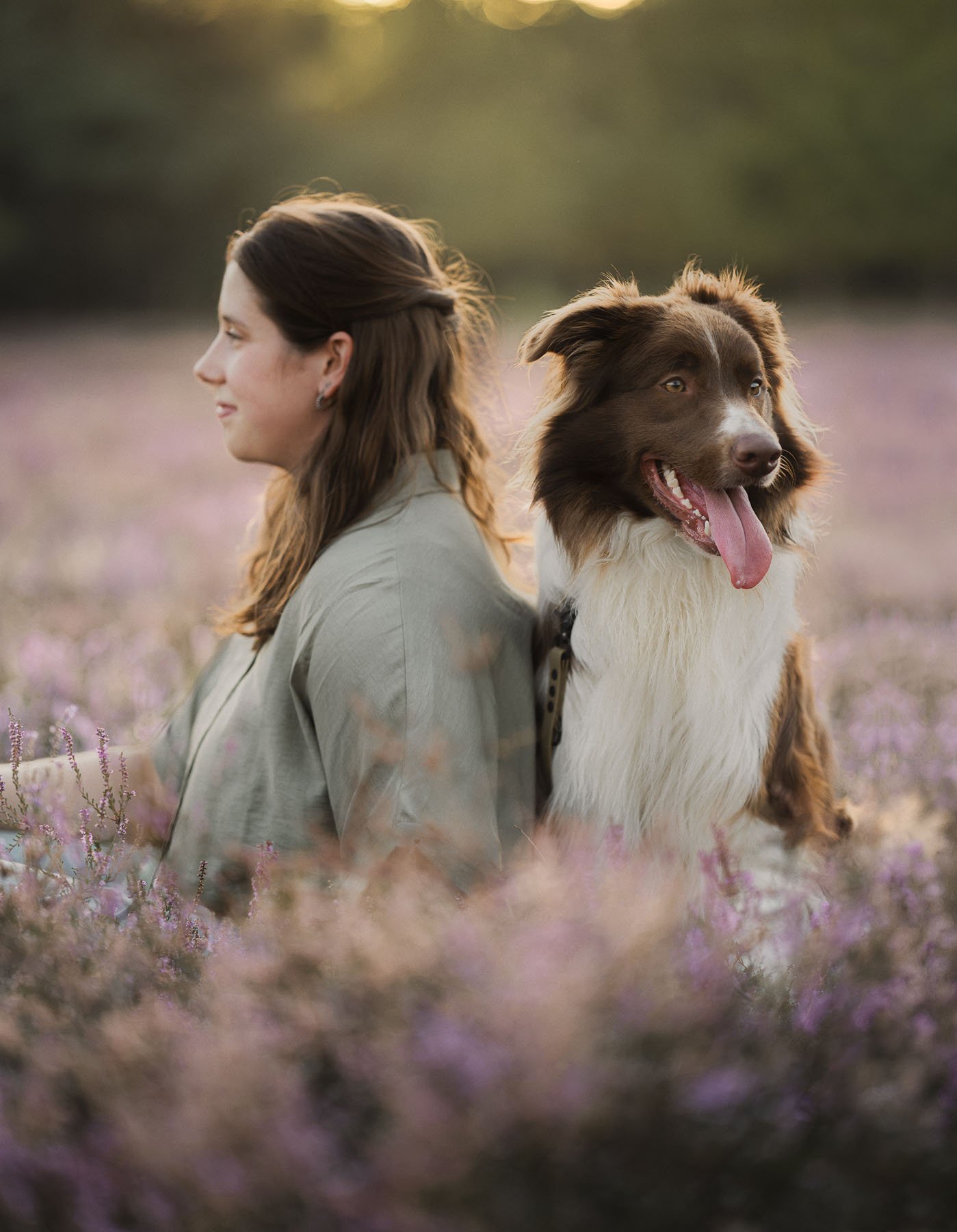 Woman and border collie in a field of flowering purple heather.