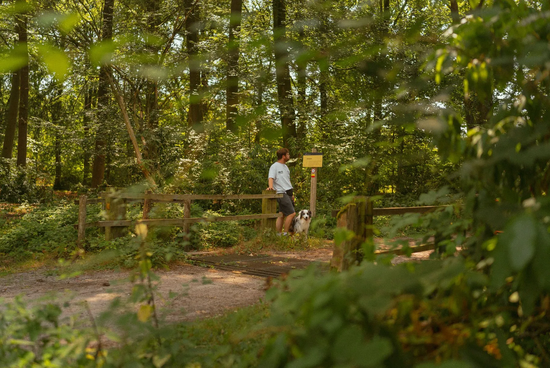 Bospad op de Kampina bij Boxtel waar de route rechtsaf gaat