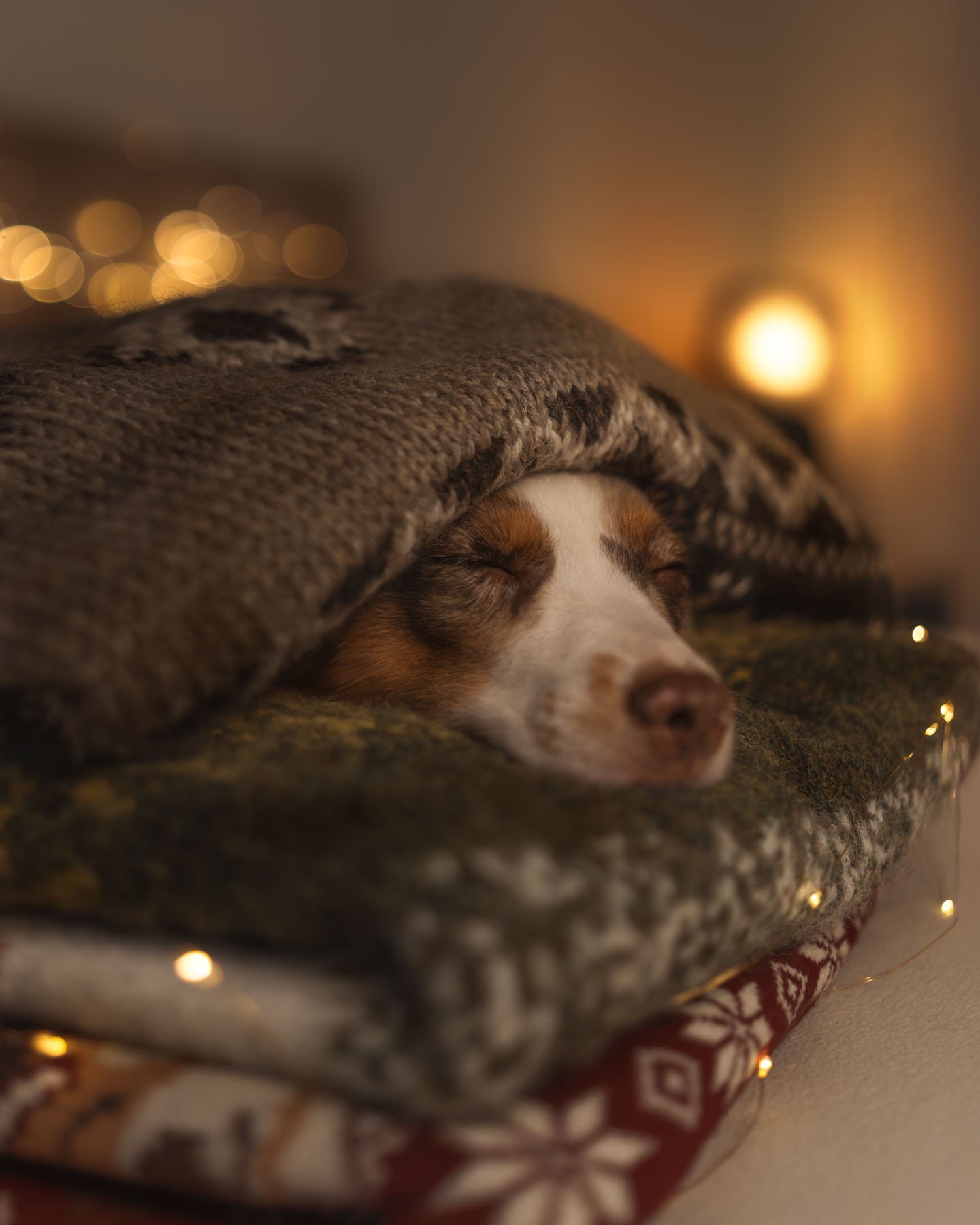 A dog resting under a thick knitted blanket during a Christmas photoshoot.