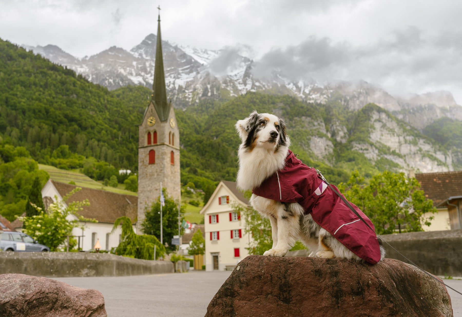 An Australian Shepherd in a red jacket sitting on a rock in a village with a church tower, green mountains and snow-capped mountains in the background.