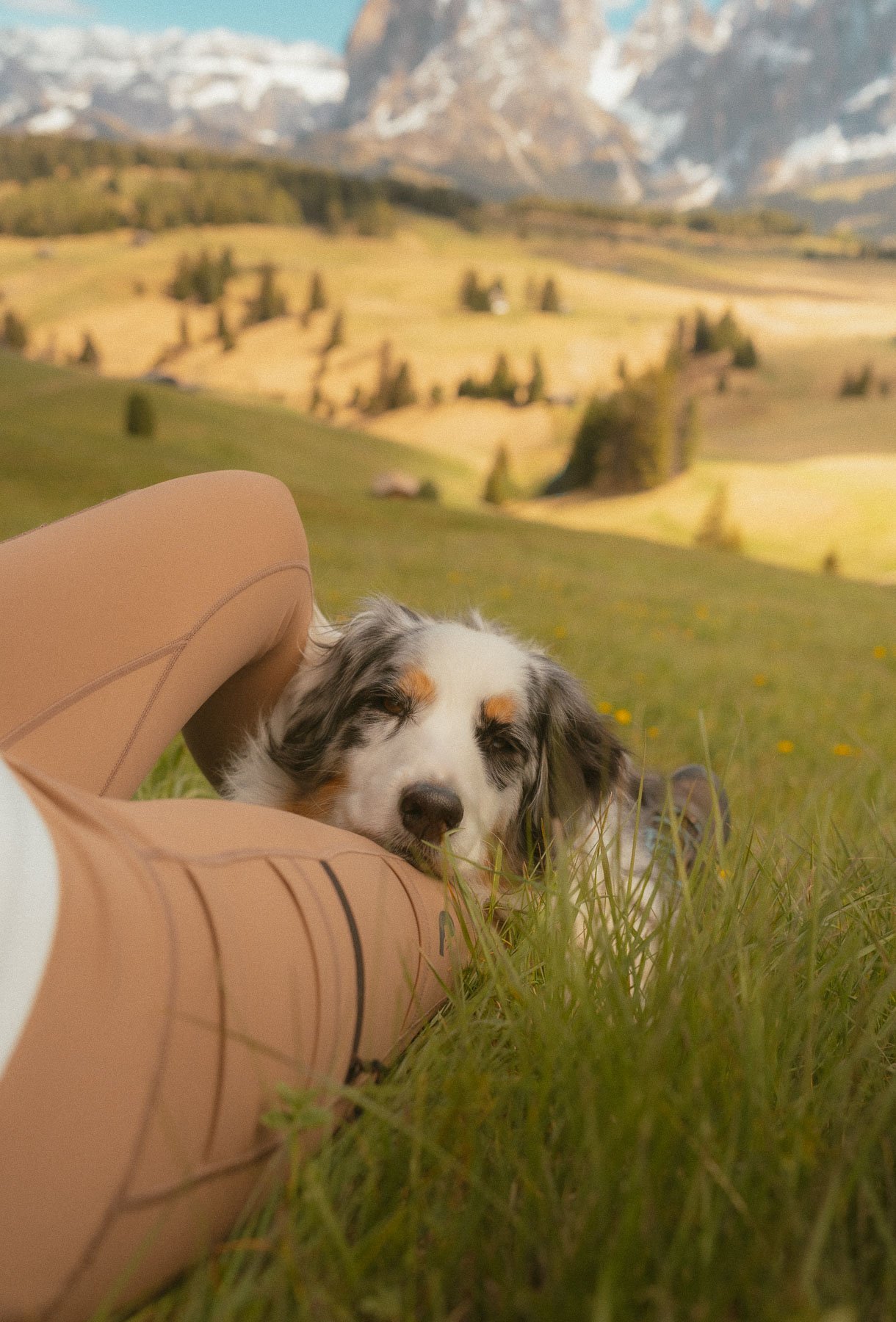 A cute border collie puppy lies close to a copper-coloured bag in a grassy field, with a mountainous landscape in the background.