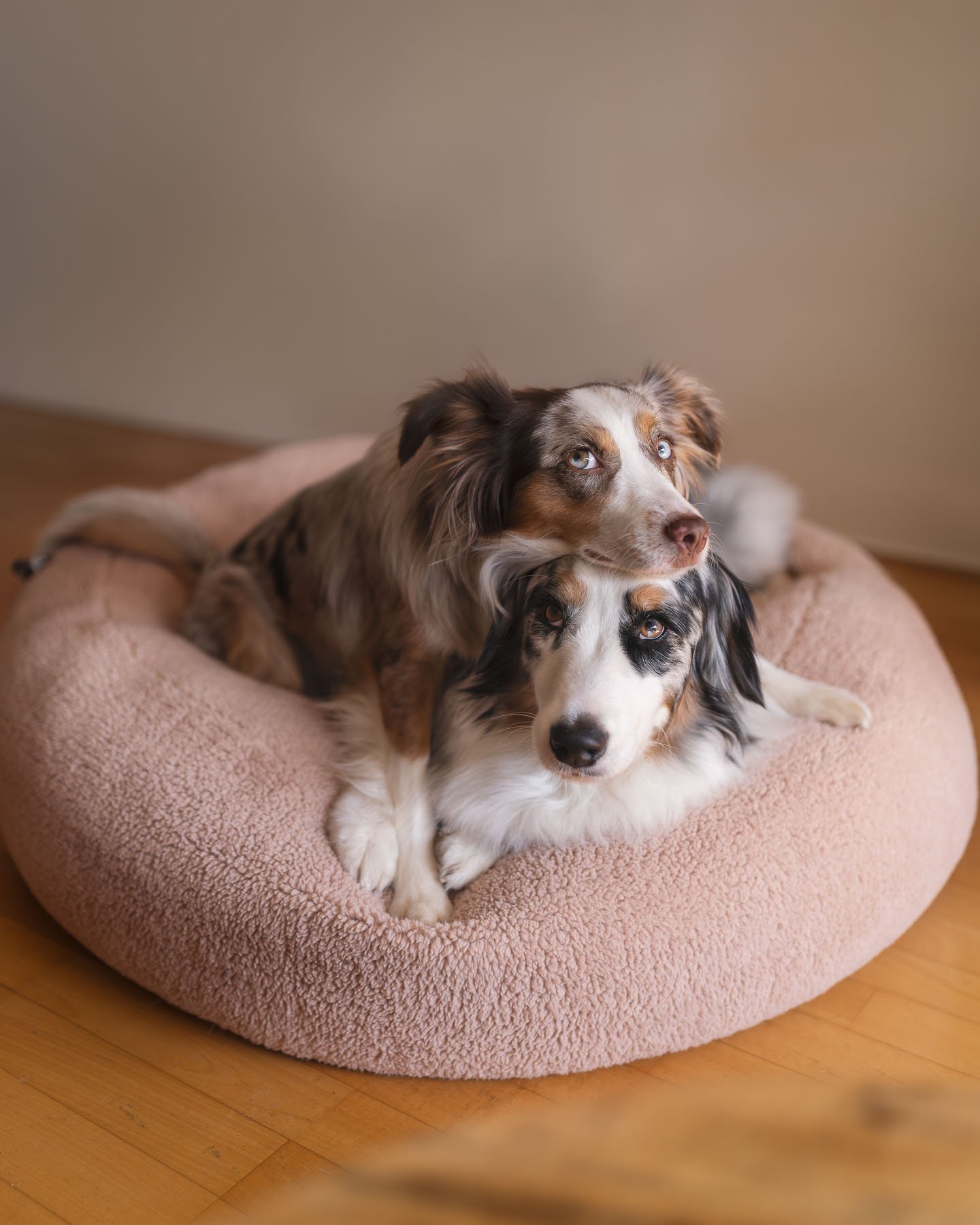 Two dogs lie together on a soft pink dog bed on a wooden floor.