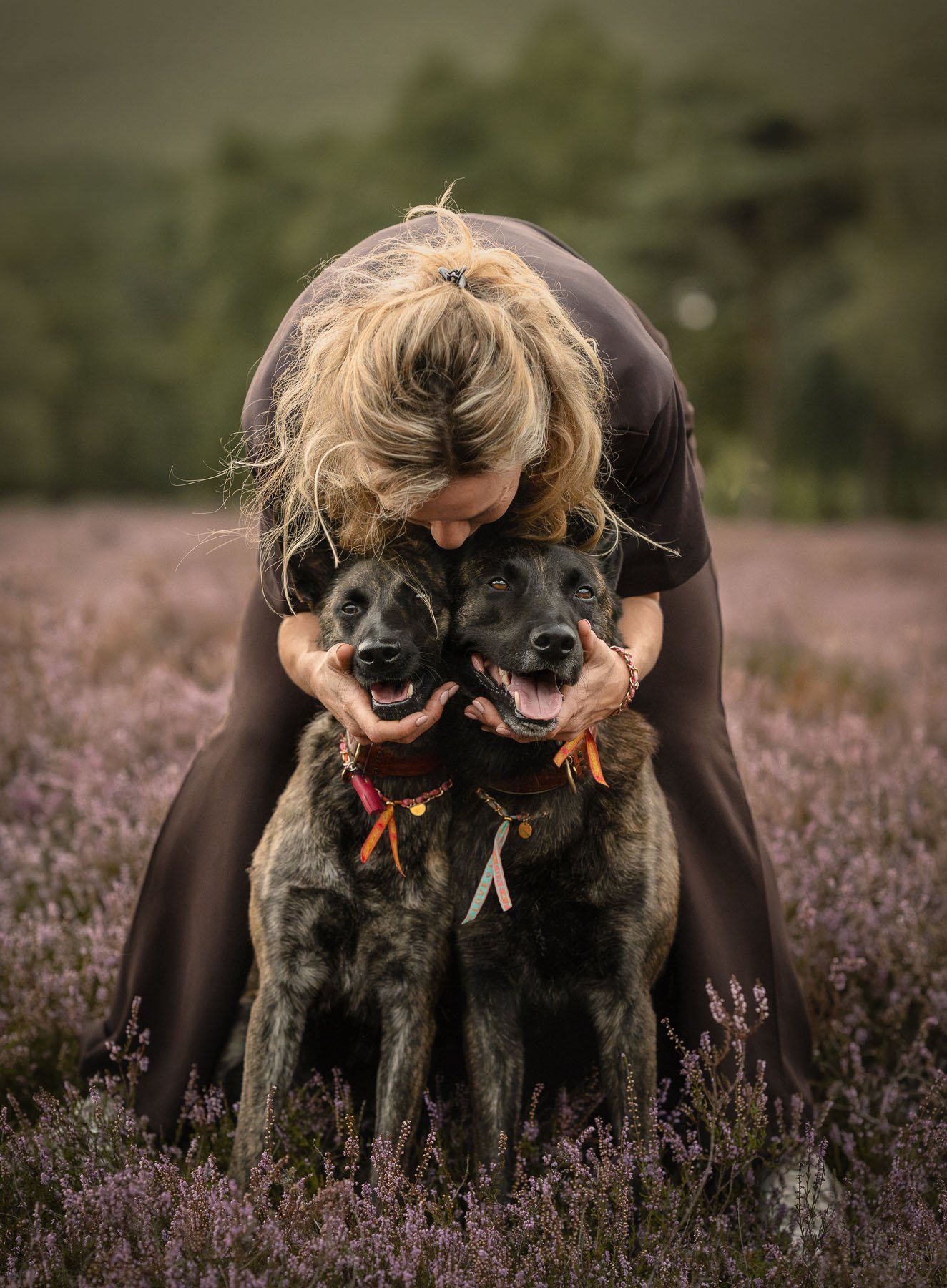 Een blonde vrouw buigt zich in de paarse heide over haar twee gestromde Hollandse herders en knuffelt ze allebei.