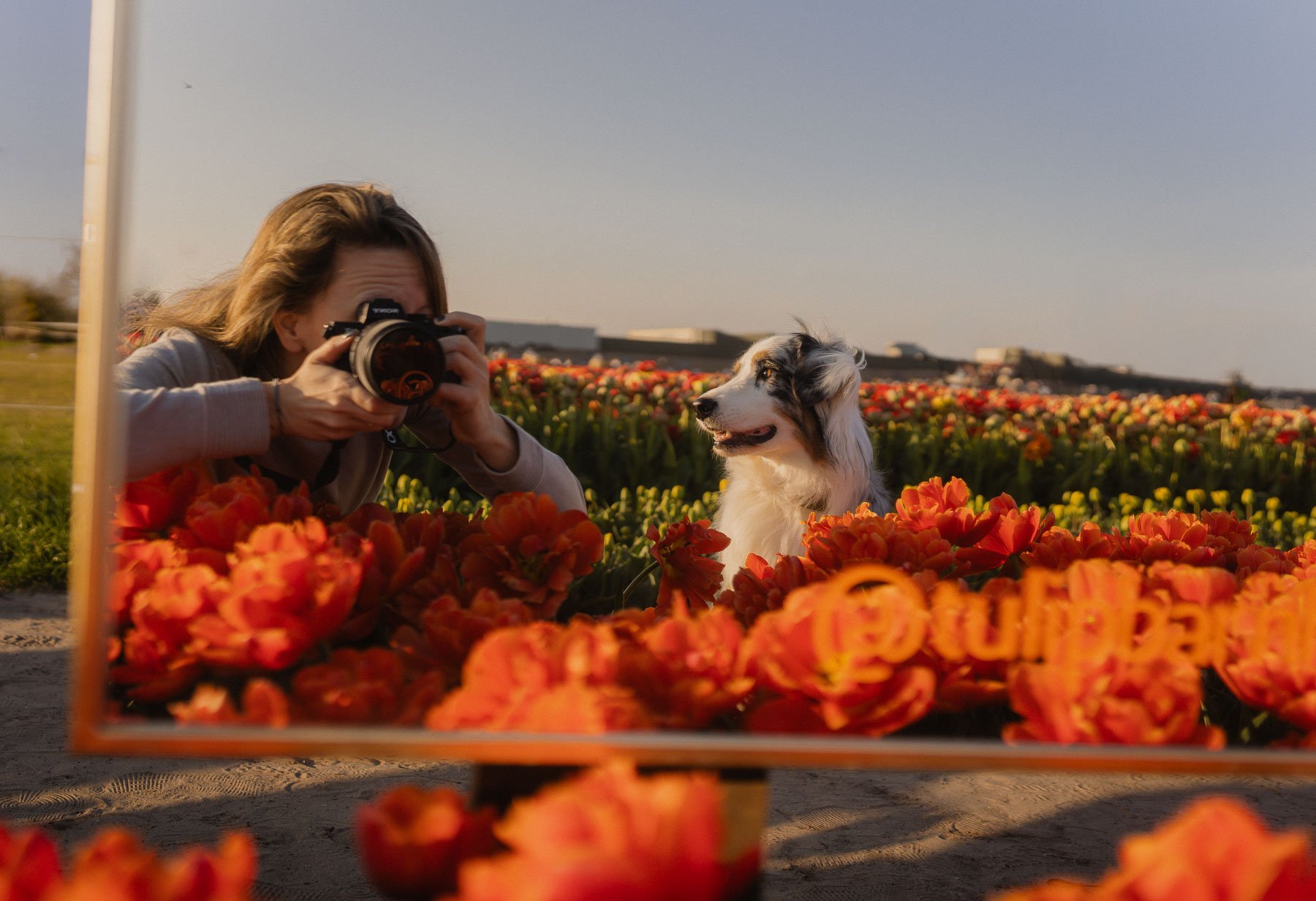 A woman with a camera photographs a Border Collie in a field full of orange flowers.