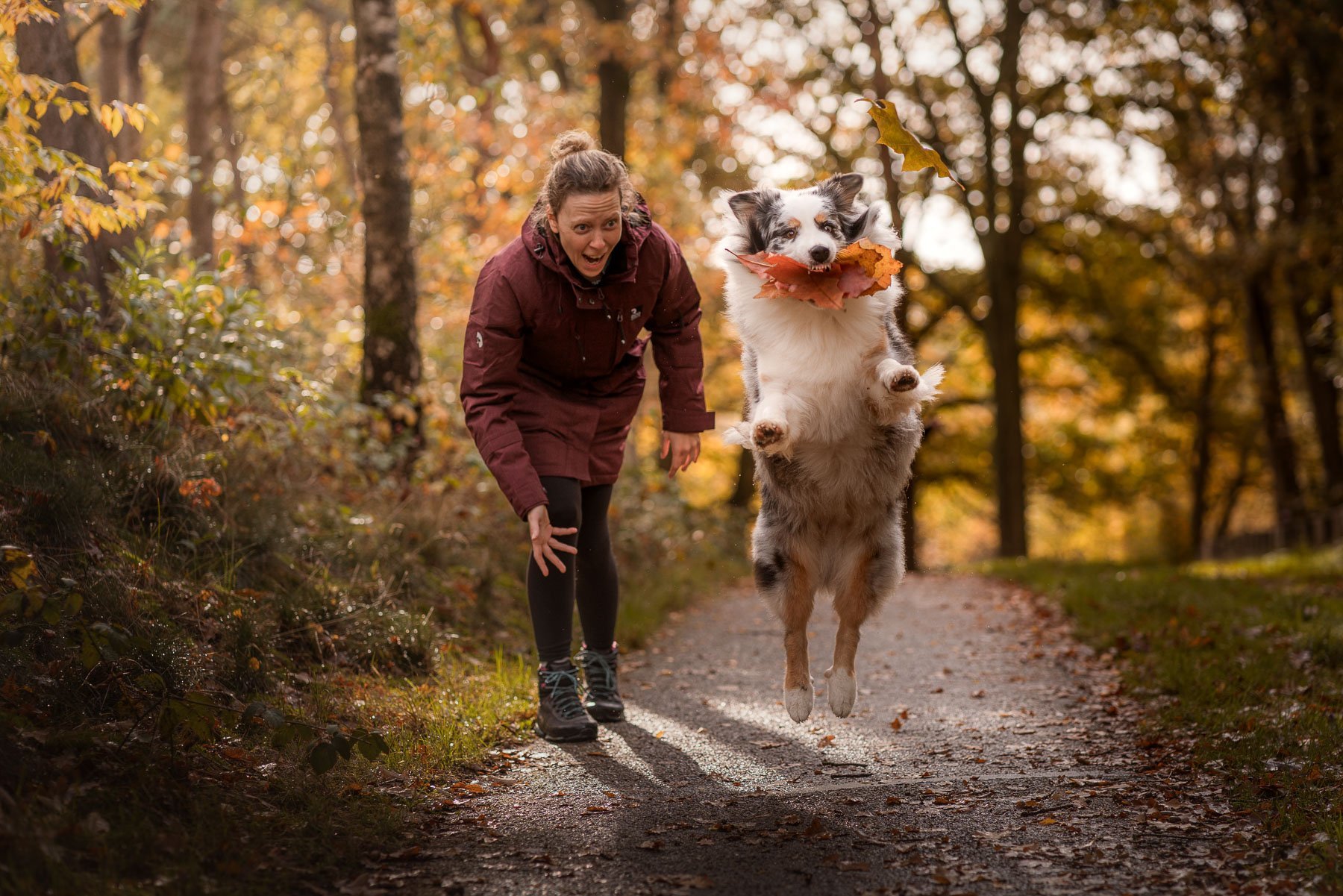 Woman and border collie walking along a path in a forest in autumn colours. The dog leaps up with leaves in its mouth.