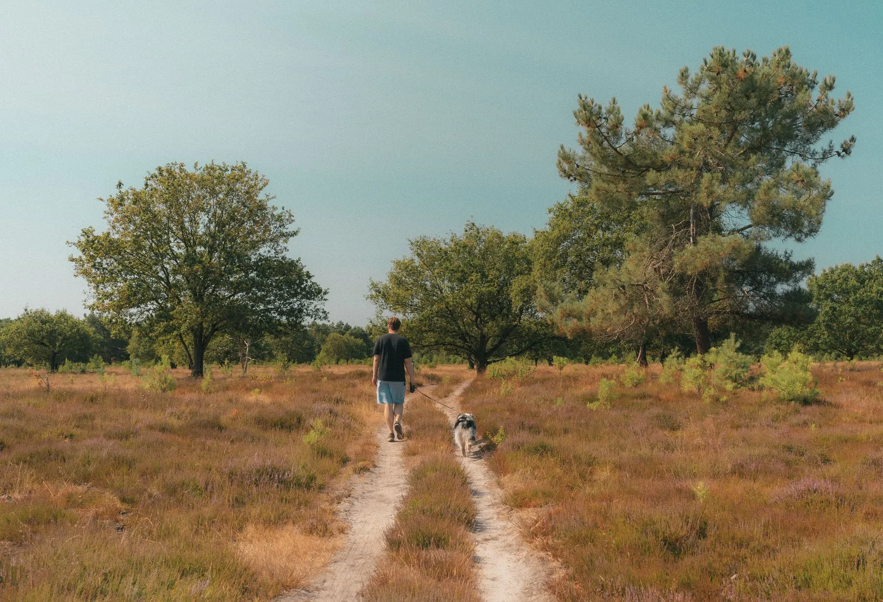 Wandelen met je hond over de Munse Heide in de Maashorst
