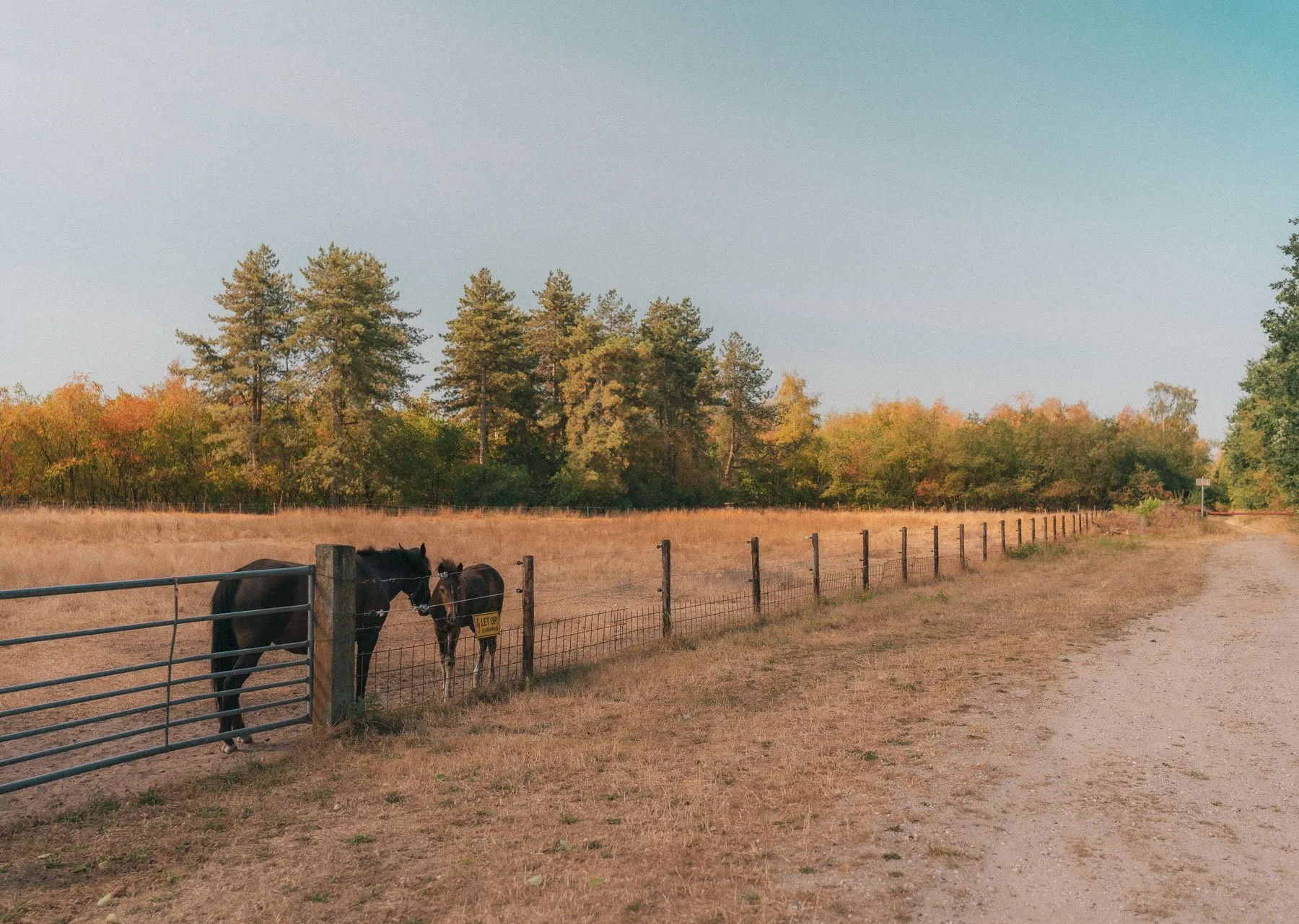 Paarden in de wei bij Schaijk