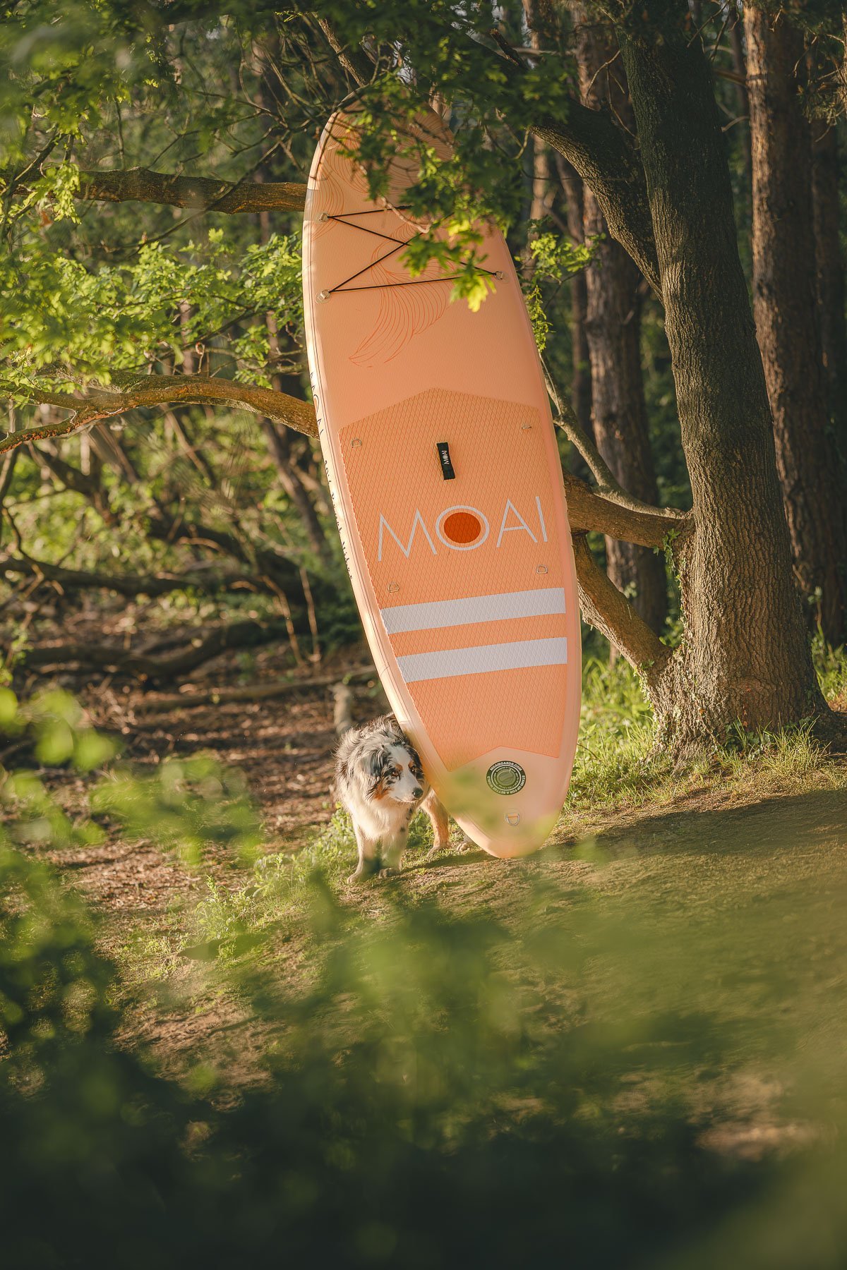 A surfboard with the name “MOAI” rests against a tree in a wooded setting, with a dog under the board, surrounded by green leaves and trees.
