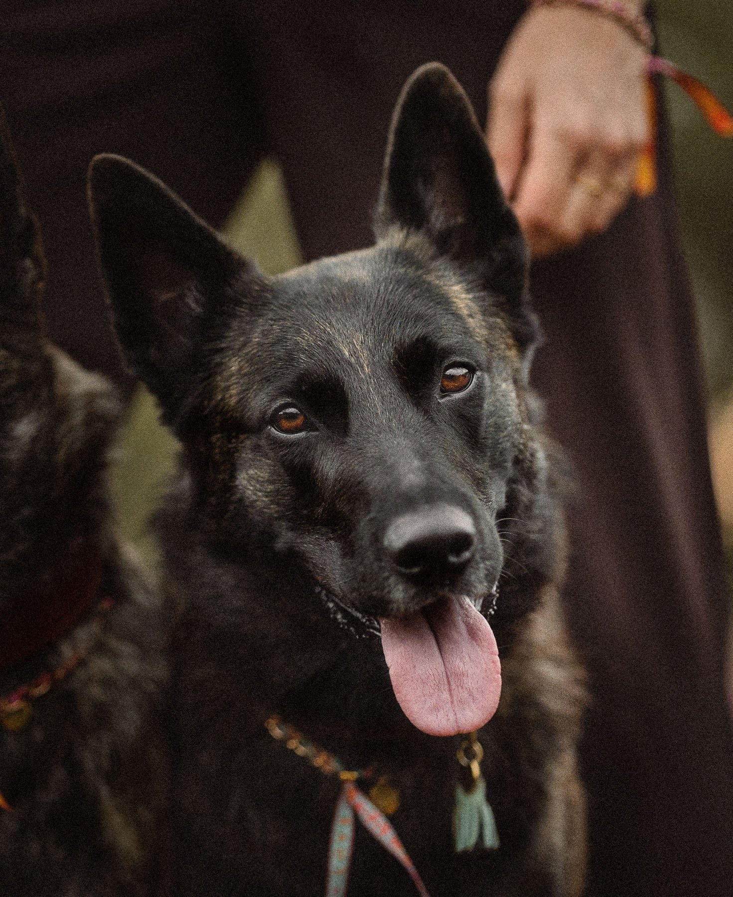 Portrait of a Dutch Shepherd