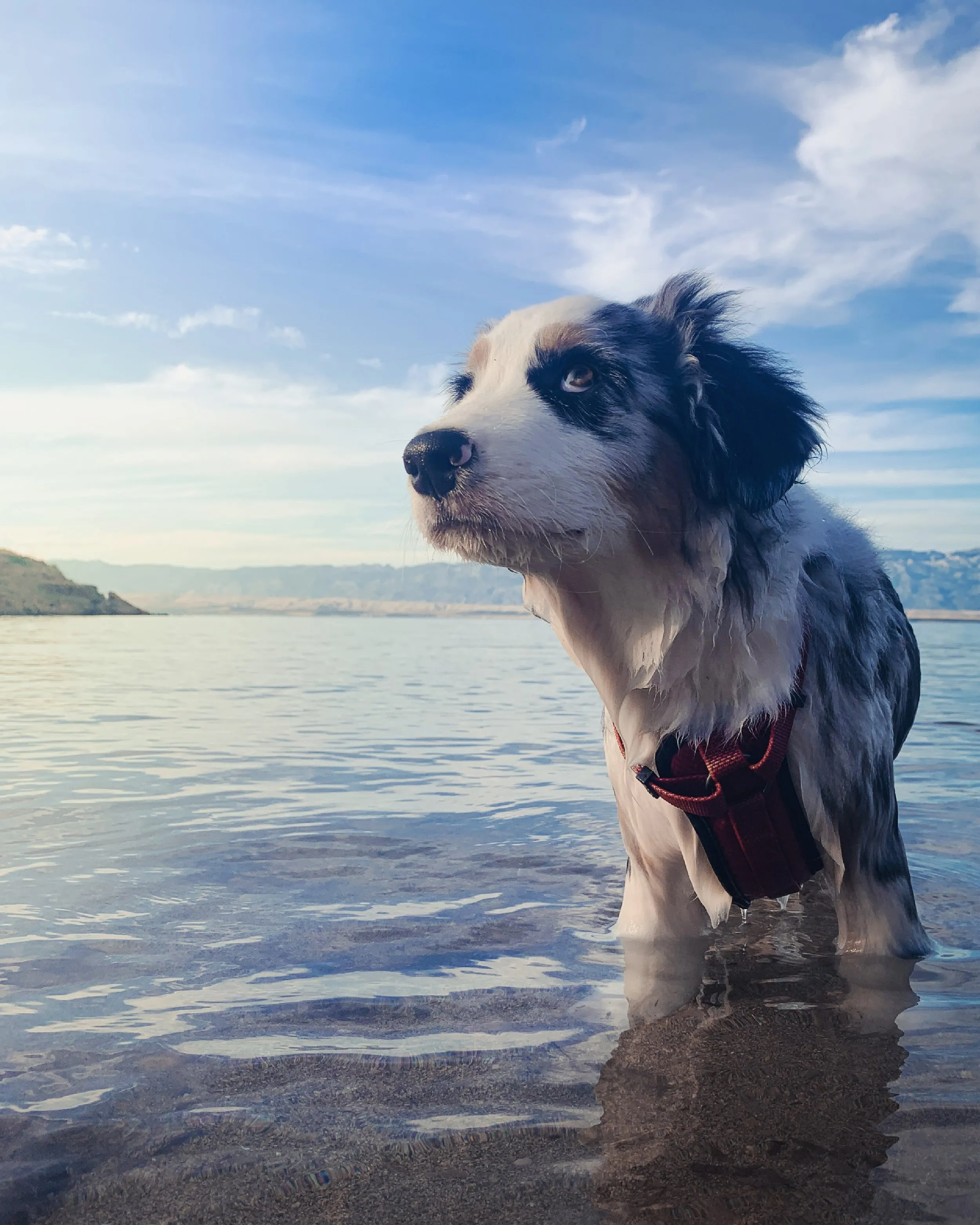 Puppy Ekko op het eiland Vir in Kroatië, 4 maanden oud