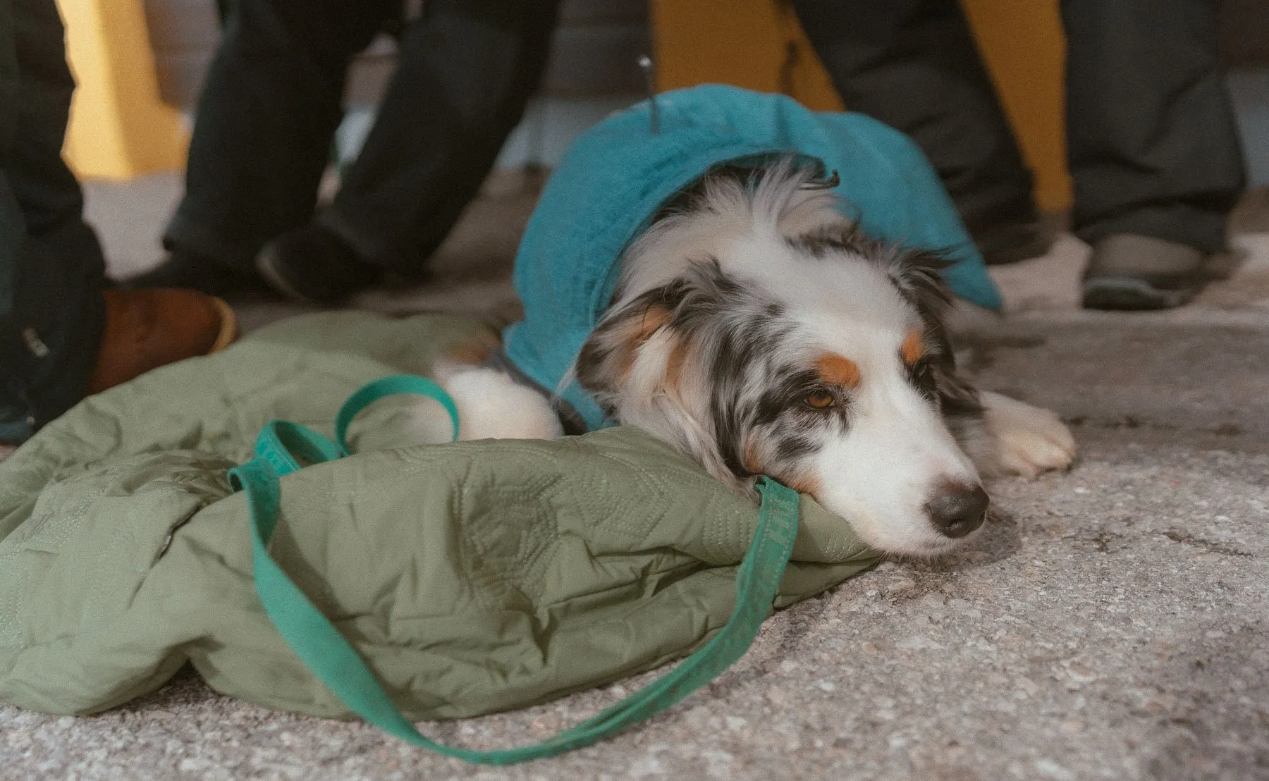 Hond tijdens een wintervakantie in Sportgastein