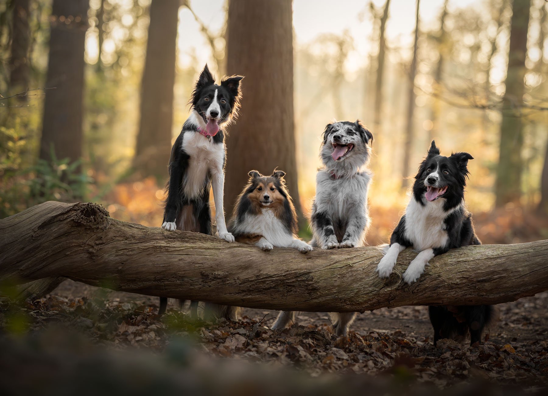 Five dogs resting together on a large tree trunk in the forest.