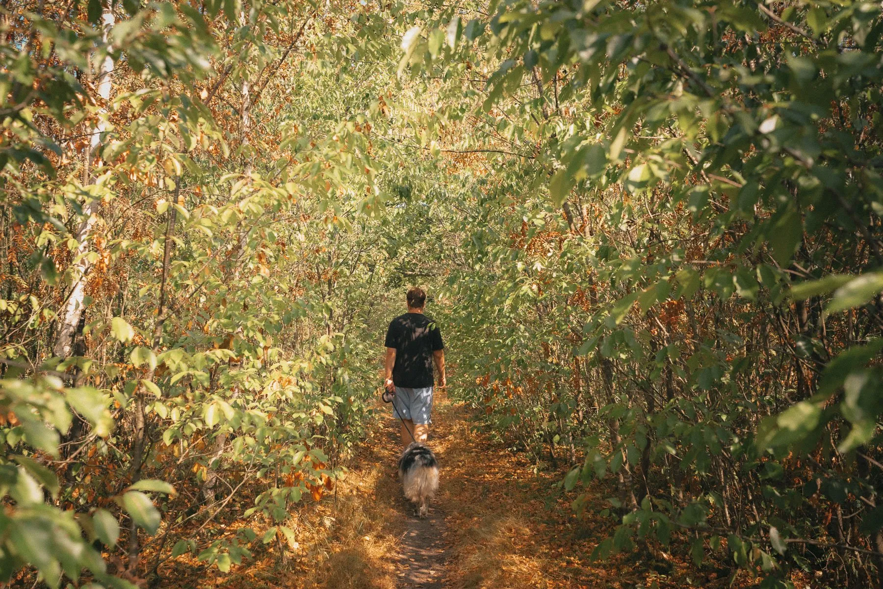 Wandelpad door de Maashorst bij Schaijk