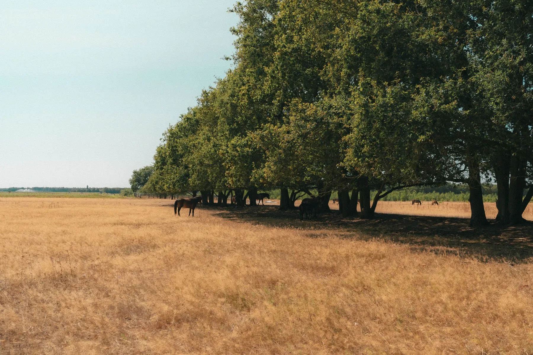 Wilde paarden in de Maashorst